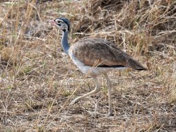 Western_Corridor2009-41